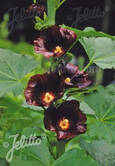 Stokroos rosea-hybr. 'Blacknight'